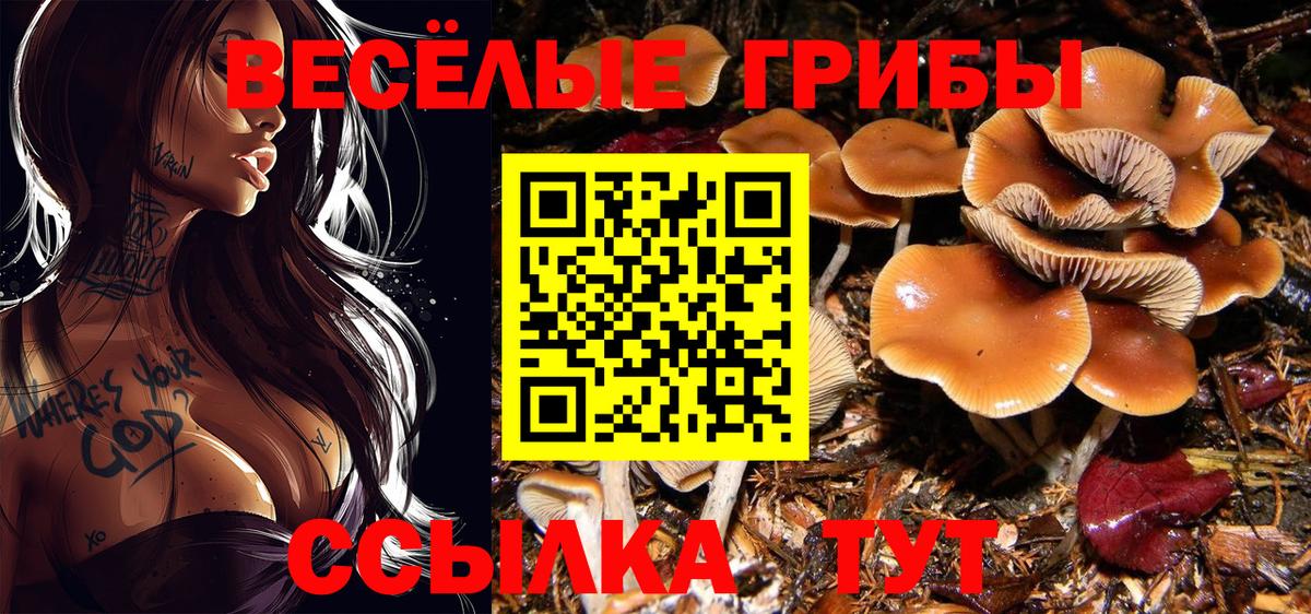 Псилоцибиновые грибы Psilocybine cubensis Сальск